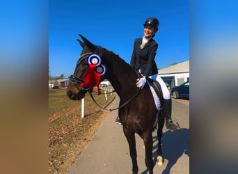 Oldenburg, Castrone, 9 Anni, 170 cm, Baio nero