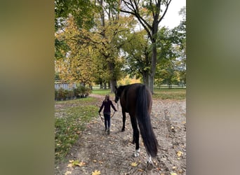 Oldenburg, Castrone, 9 Anni, 170 cm, Baio scuro