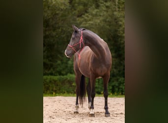Oldenburg, Castrone, 9 Anni, 170 cm, Morello