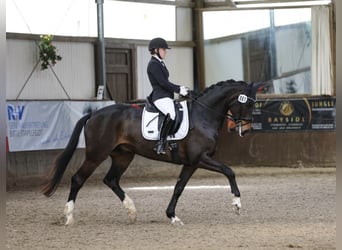 Oldenburg, Castrone, 9 Anni, 171 cm, Baio scuro