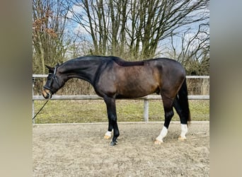 Oldenburg, Castrone, 9 Anni, 171 cm, Baio scuro