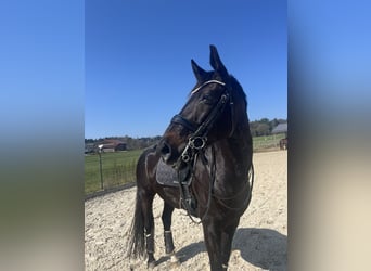 Oldenburg, Castrone, 9 Anni, 172 cm, Baio nero