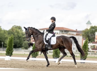 Oldenburg, Castrone, 9 Anni, 172 cm, Baio nero