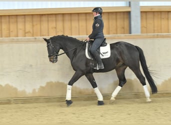 Oldenburg, Castrone, 9 Anni, 172 cm, Baio nero