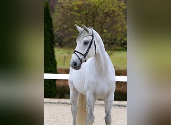 Oldenburg, Castrone, 9 Anni, 172 cm, Grigio
