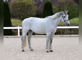 Oldenburg, Castrone, 9 Anni, 172 cm, Grigio