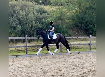 Oldenburg, Castrone, 9 Anni, 172 cm, Morello