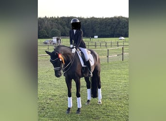 Oldenburg, Castrone, 9 Anni, 172 cm, Morello