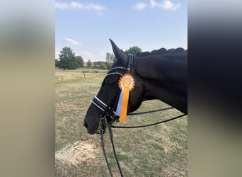 Oldenburg, Castrone, 9 Anni, 172 cm, Morello