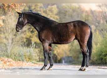 Oldenburg, Castrone, 9 Anni, 173 cm, Baio scuro