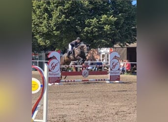 Oldenburg, Castrone, 9 Anni, 173 cm, Grigio