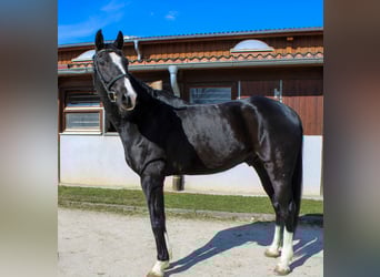 Oldenburg, Castrone, 9 Anni, 174 cm, Morello