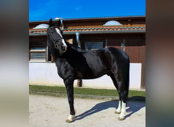 Oldenburg, Castrone, 9 Anni, 174 cm, Morello