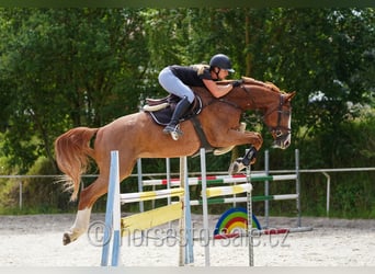 Oldenburg, Castrone, 9 Anni, 174 cm, Sauro