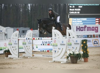 Oldenburg, Castrone, 9 Anni, 175 cm, Baio scuro