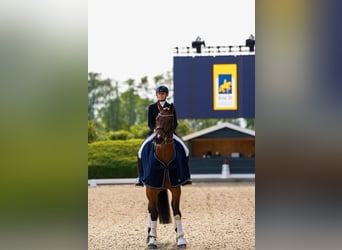 Oldenburg, Castrone, 9 Anni, 177 cm, Baio