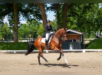 Oldenburg, Castrone, 9 Anni, 177 cm, Baio
