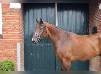 Oldenburg, Castrone, 9 Anni, 177 cm, Baio