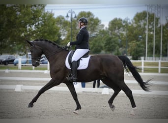 Oldenburg, Castrone, 9 Anni, 177 cm, Baio nero