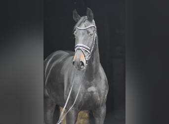 Oldenburg, Castrone, 9 Anni, 178 cm, Baio nero