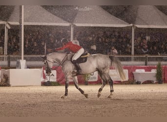 Oldenburg, Castrone, 9 Anni, 179 cm, Grigio
