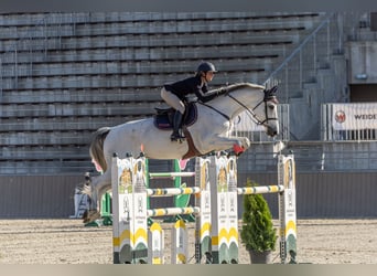 Oldenburg, Castrone, 9 Anni, 179 cm, Grigio