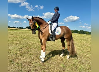 Oldenburg, Castrone, 9 Anni, 179 cm, Sauro