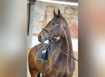 Oldenburg, Castrone, 9 Anni, 185 cm, Baio ciliegia