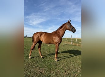 Oldenburg, Castrone, 9 Anni, 185 cm, Sauro