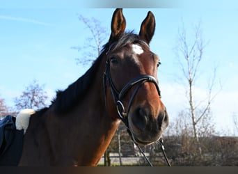 Oldenburg, Castrone, 9 Anni, 186 cm, Baio