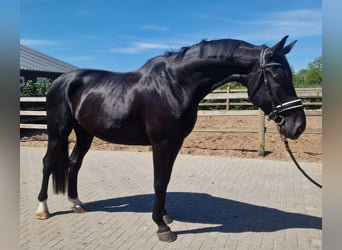 Oldenburg, Castrone, 9 Anni
