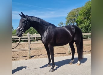 Oldenburg, Castrone, 9 Anni
