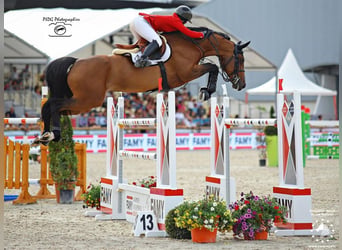 Oldenburg, Stallion, Embryo