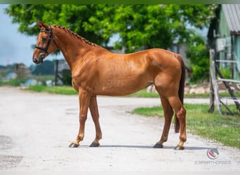 Oldenburg, Stallion, Embryo