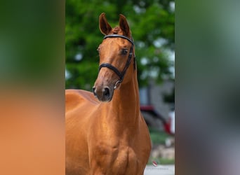 Oldenburg, Stallion, Embryo
