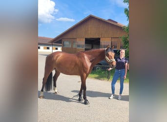 Oldenburg Mix, Gelding, 10 years, 15.1 hh, Brown