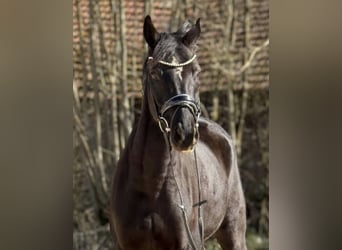 Oldenburg, Gelding, 10 years, 15.2 hh, Black