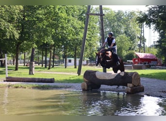 Oldenburg, Gelding, 10 years, 15.3 hh, Chestnut-Red