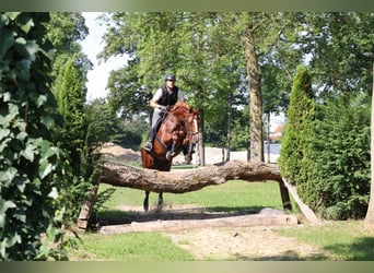 Oldenburg, Gelding, 10 years, 15.3 hh, Chestnut-Red