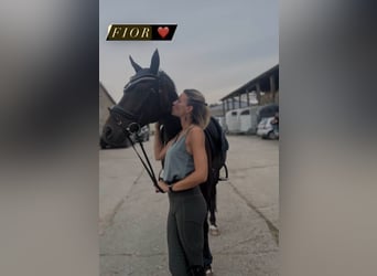 Oldenburg, Gelding, 10 years, 15,3 hh, Bay-Dark