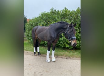 Oldenburg, Gelding, 10 years, 16,1 hh, Bay-Dark