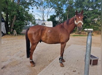 Oldenburg, Gelding, 10 years, 16,1 hh, Chestnut-Red