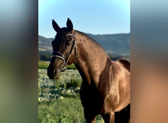 Oldenburg, Gelding, 10 years, 16.2 hh, Black