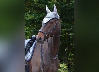 Oldenburg, Gelding, 10 years, 16.2 hh, Brown