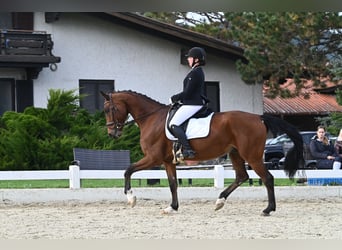 Oldenburg, Gelding, 10 years, 16,2 hh, Brown