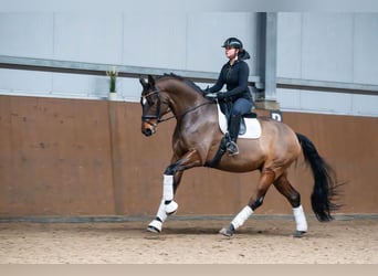 Oldenburg, Gelding, 10 years, 16.2 hh, Brown