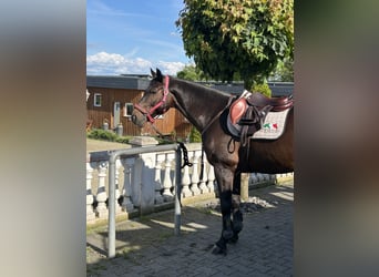 Oldenburg, Gelding, 10 years, 16.2 hh, Brown