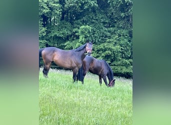 Oldenburg, Gelding, 10 years, 16.2 hh, Brown