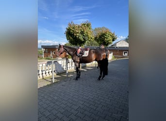 Oldenburger, Wallach, 10 Jahre, 16,2 hh, Brauner