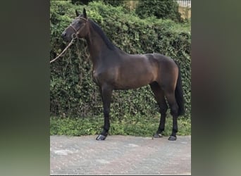 Oldenburg, Gelding, 10 years, 16,2 hh, Brown